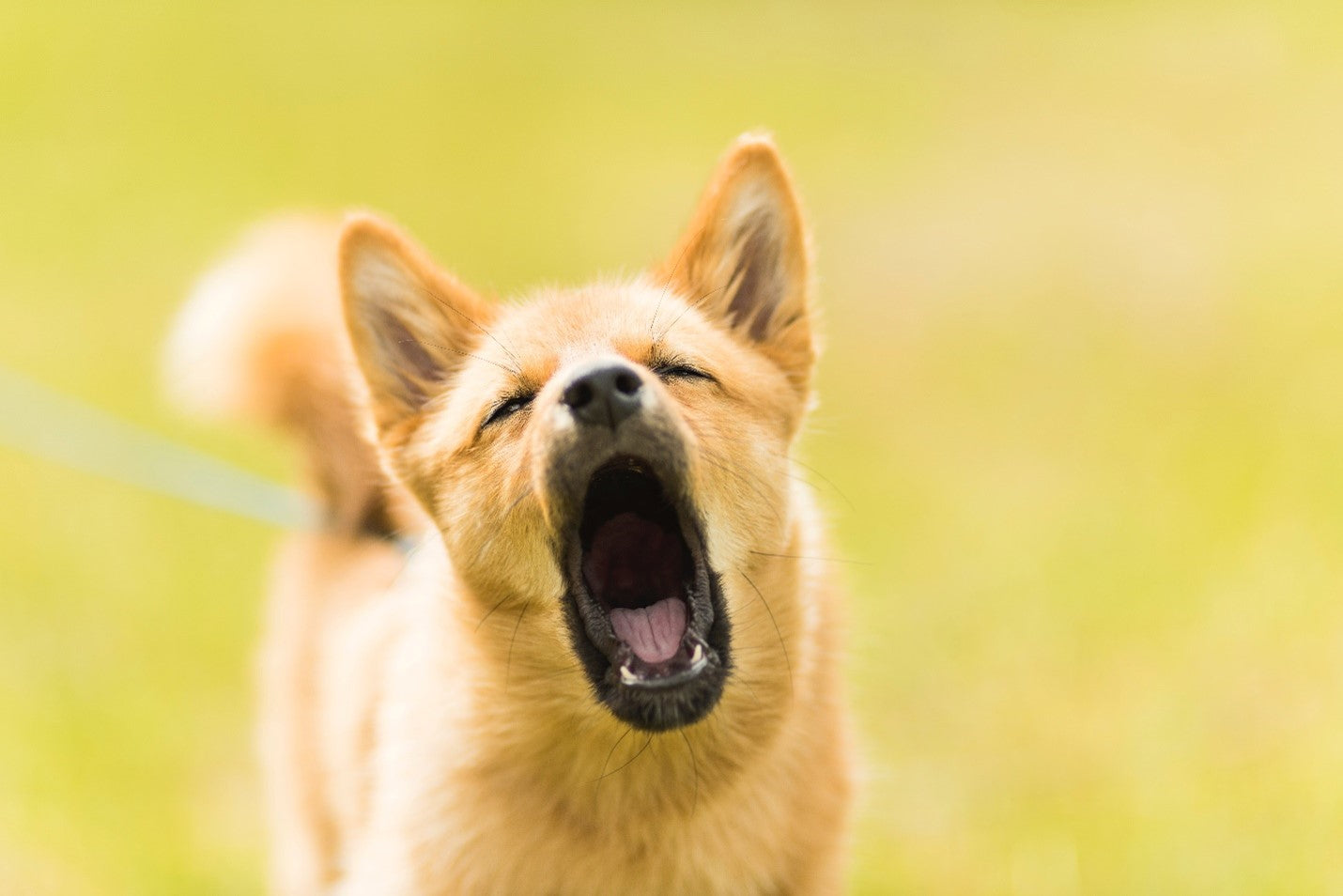 Barking dog 