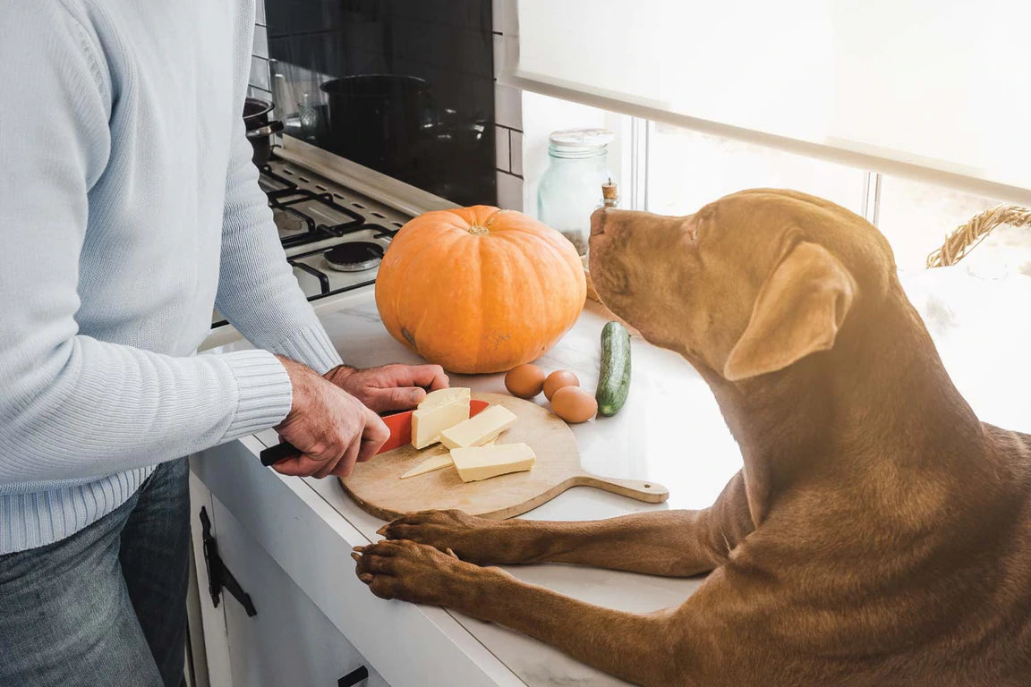 Why Your Dog Deserves a Human-Grade Diet