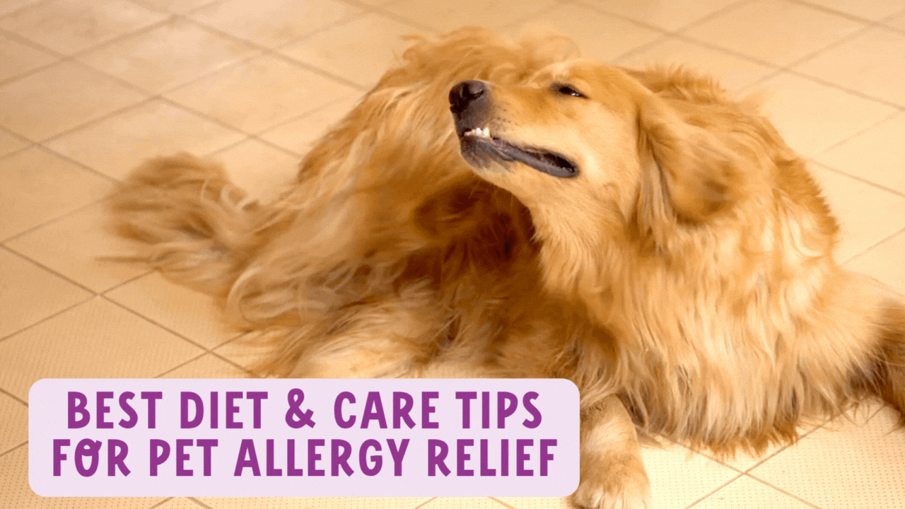 Best Diet & Care Tips for Pet Allergy Relief