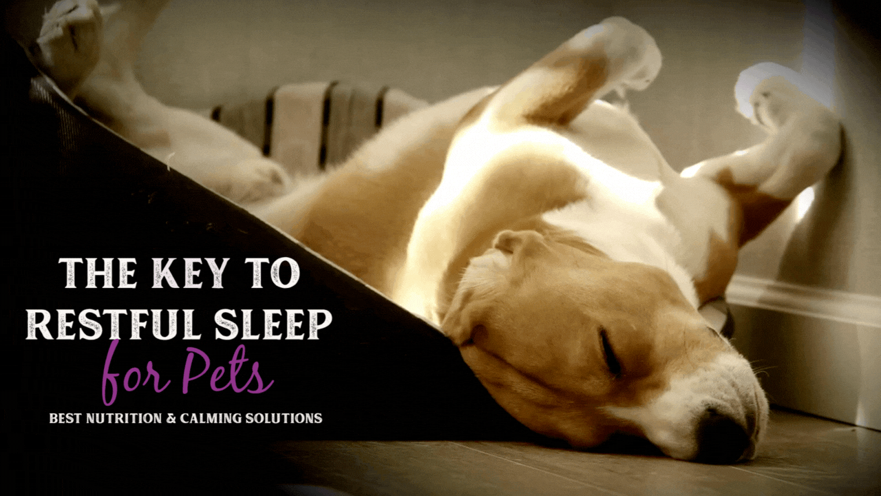 The Key to Restful Sleep for Pets: Best Nutrition & Calming Solutions