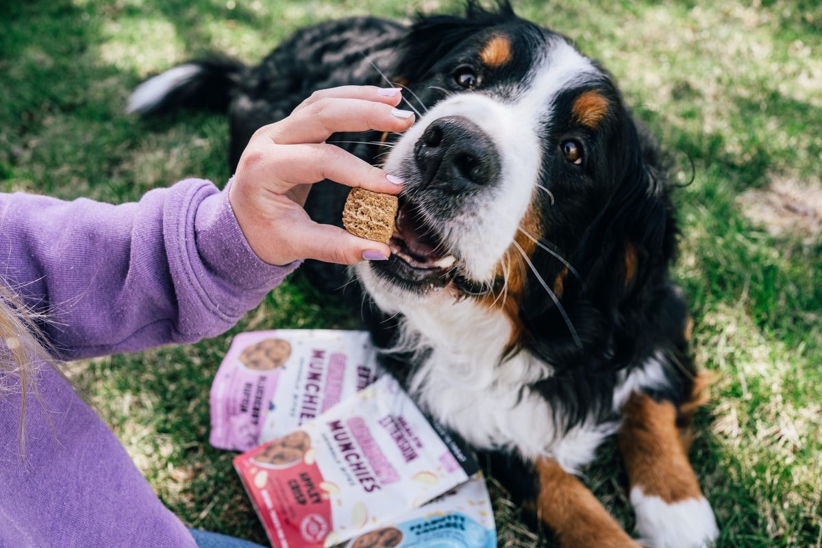 Best Training Treats for Dogs: 8 Brands Compared (2026)