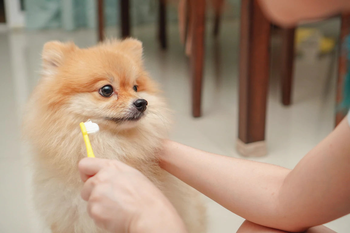 The Lowdown on Dental Care for your Dog