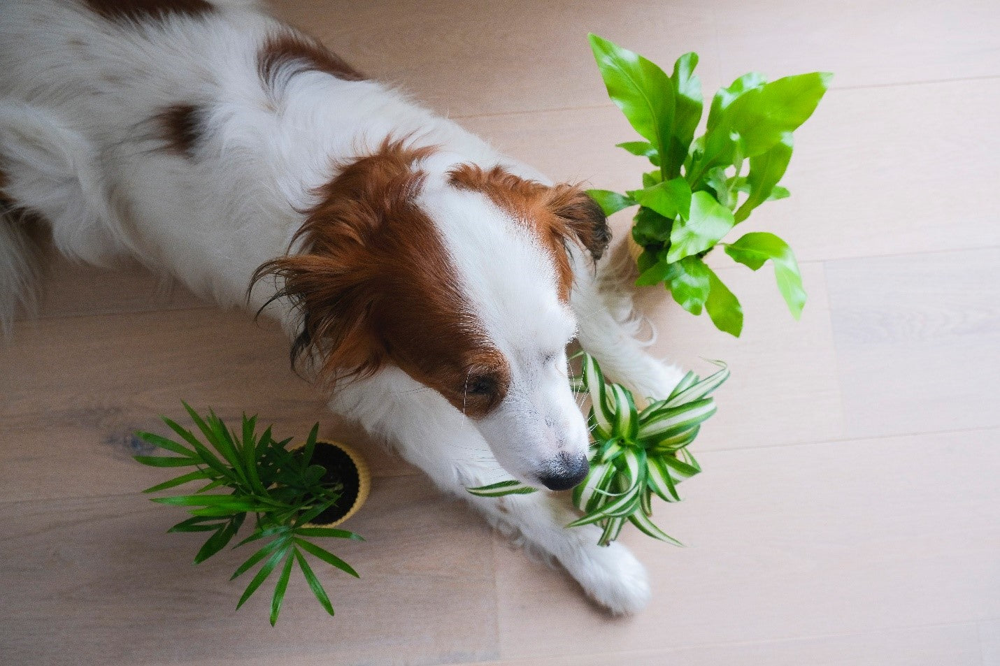 8 Plants That Are Safe for Pets & Our Favorite Places to Buy Them