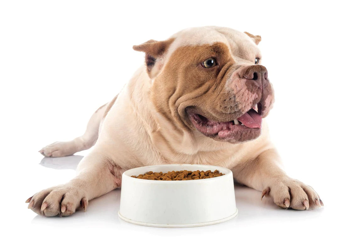 Transitioning Your Pet to Health Extension Foods