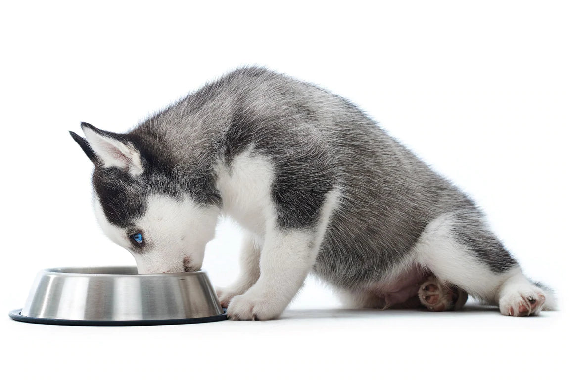 Ingredients To Avoid In Dog Food