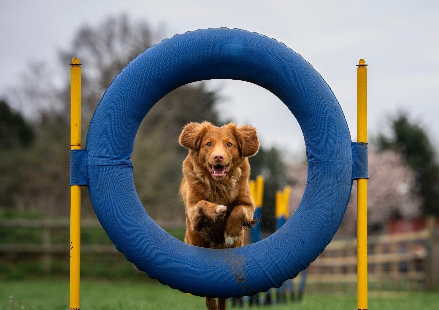 Agility dog jumping through a big blue hoop