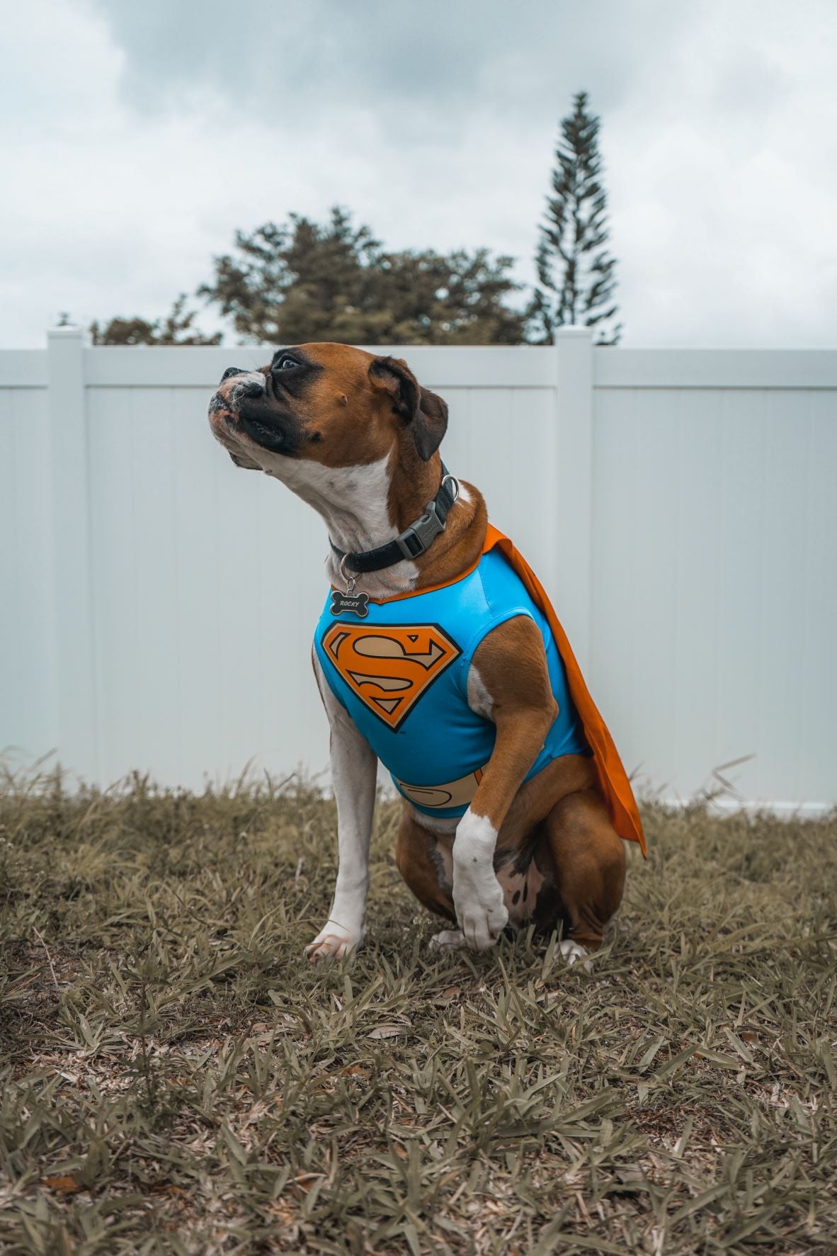 Boxer with Superman Costume for Halloween