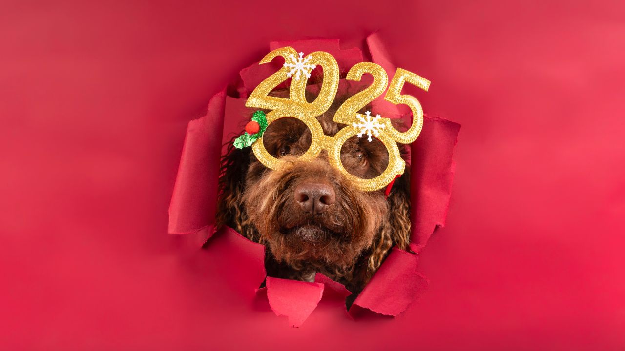 Top 5 New Year's Resolutions for Your Pets in 2025