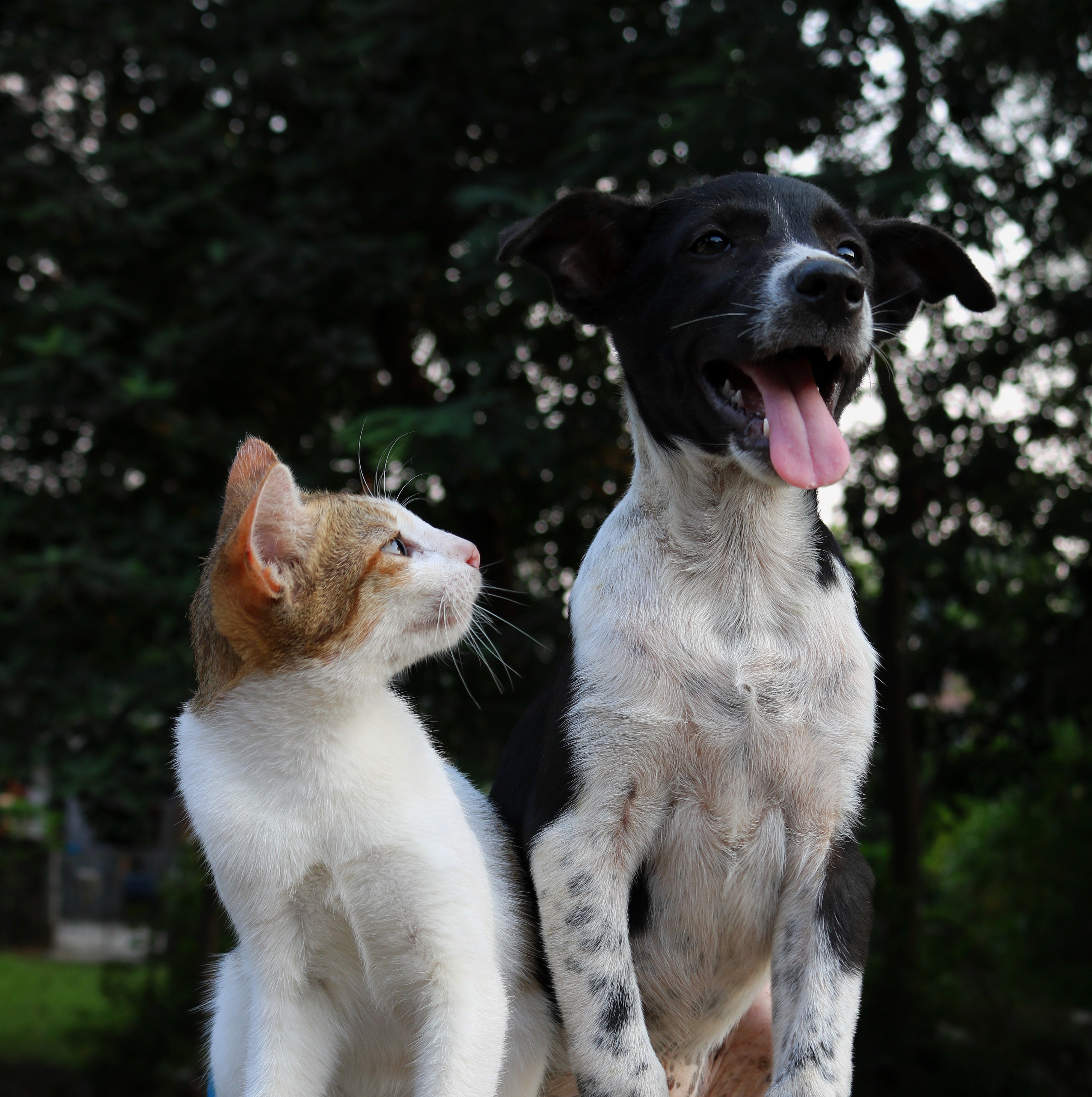 Cat looking at Dog