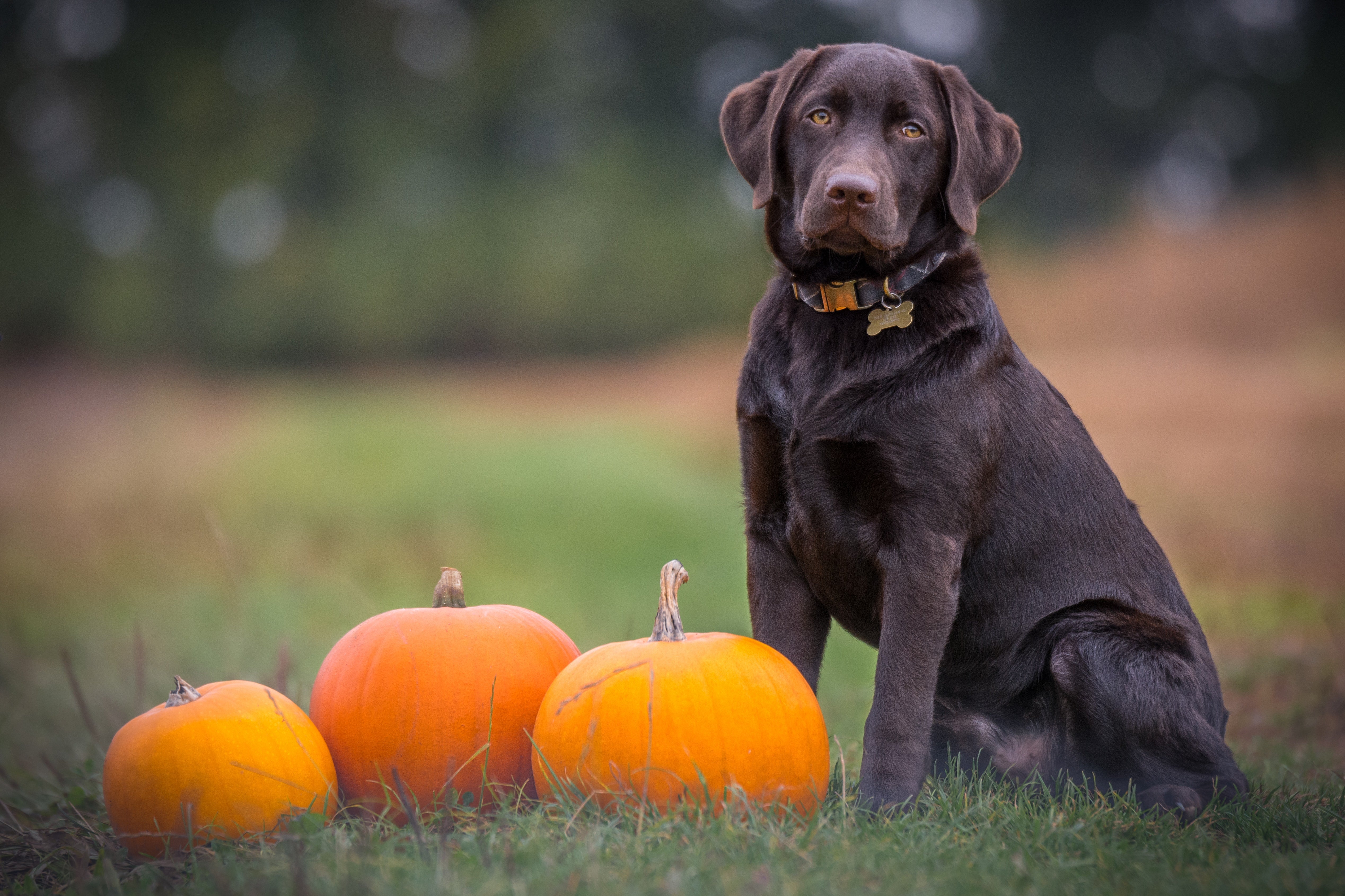 Is Your Pup in love with Pumpkin?