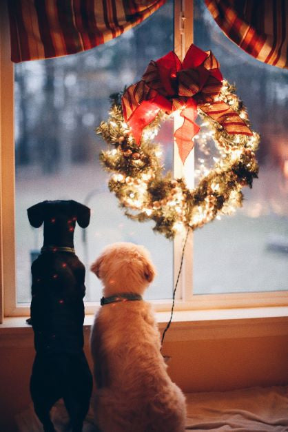Preparing Your Pet for the Excitement of the Holidays