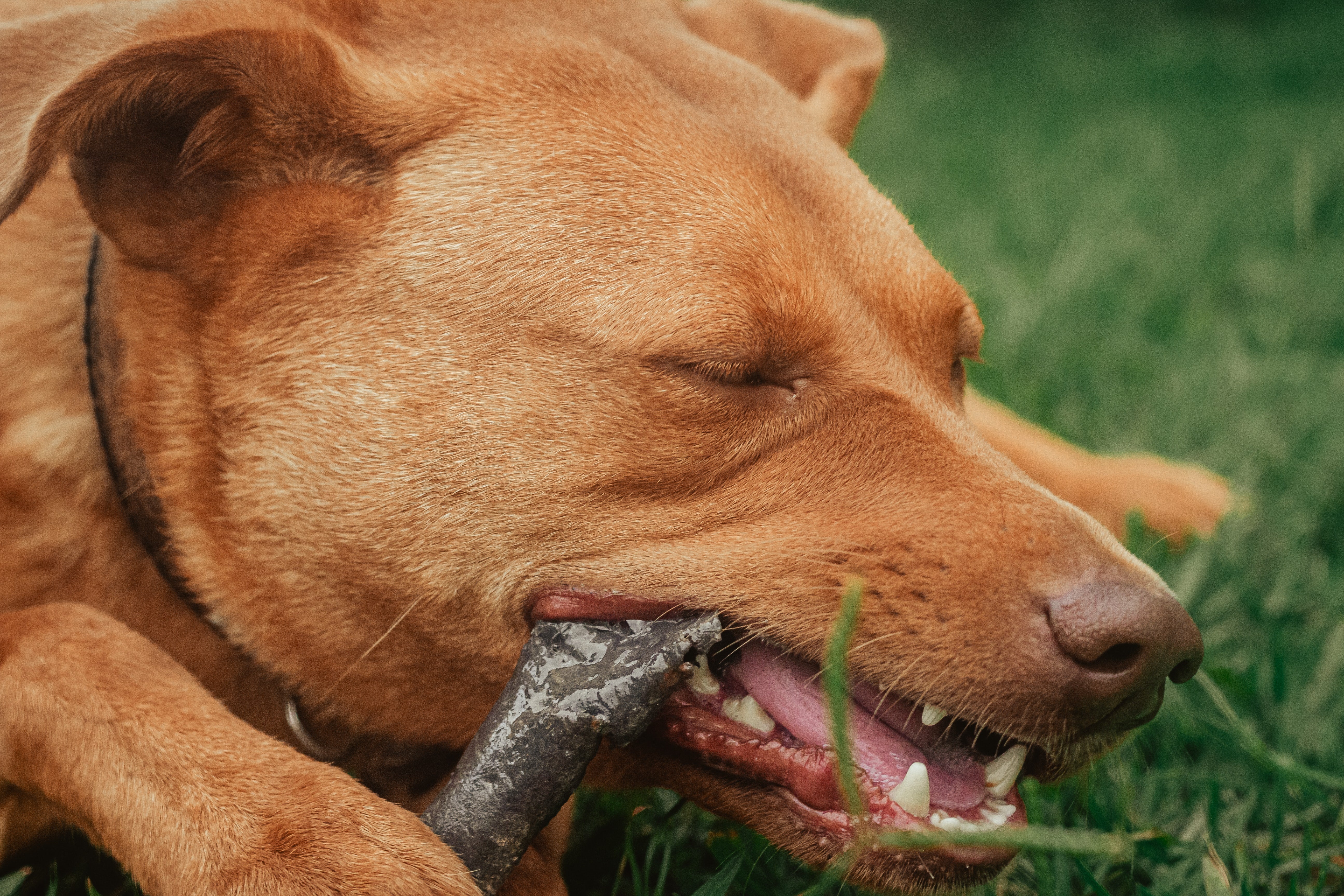 Top 6 Dog Breeds that are the Biggest Chewers!