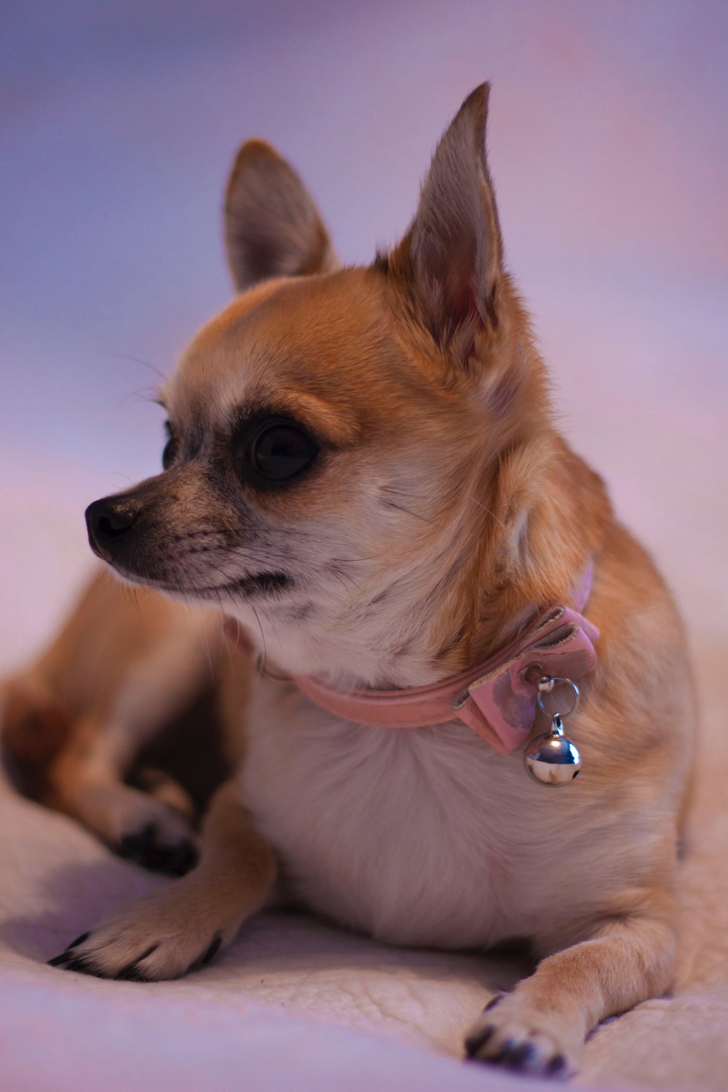 Chihuahua with pink bow collar and bell
