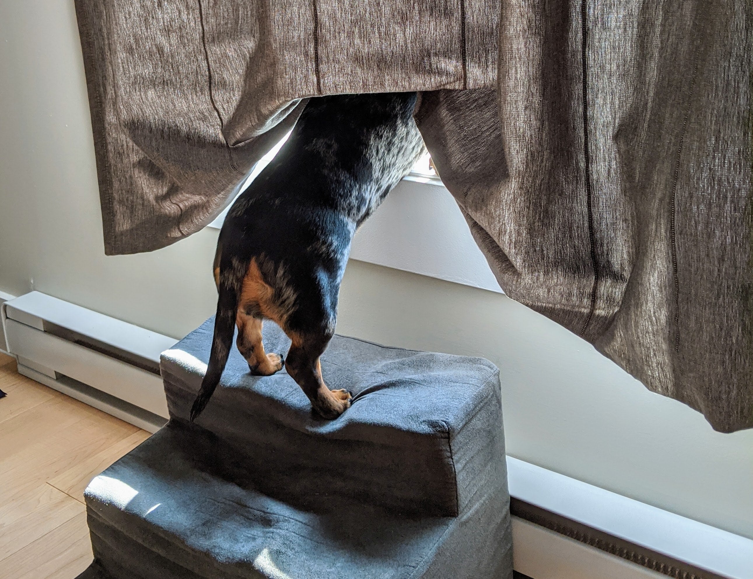 dog hips on stairs looking out window.