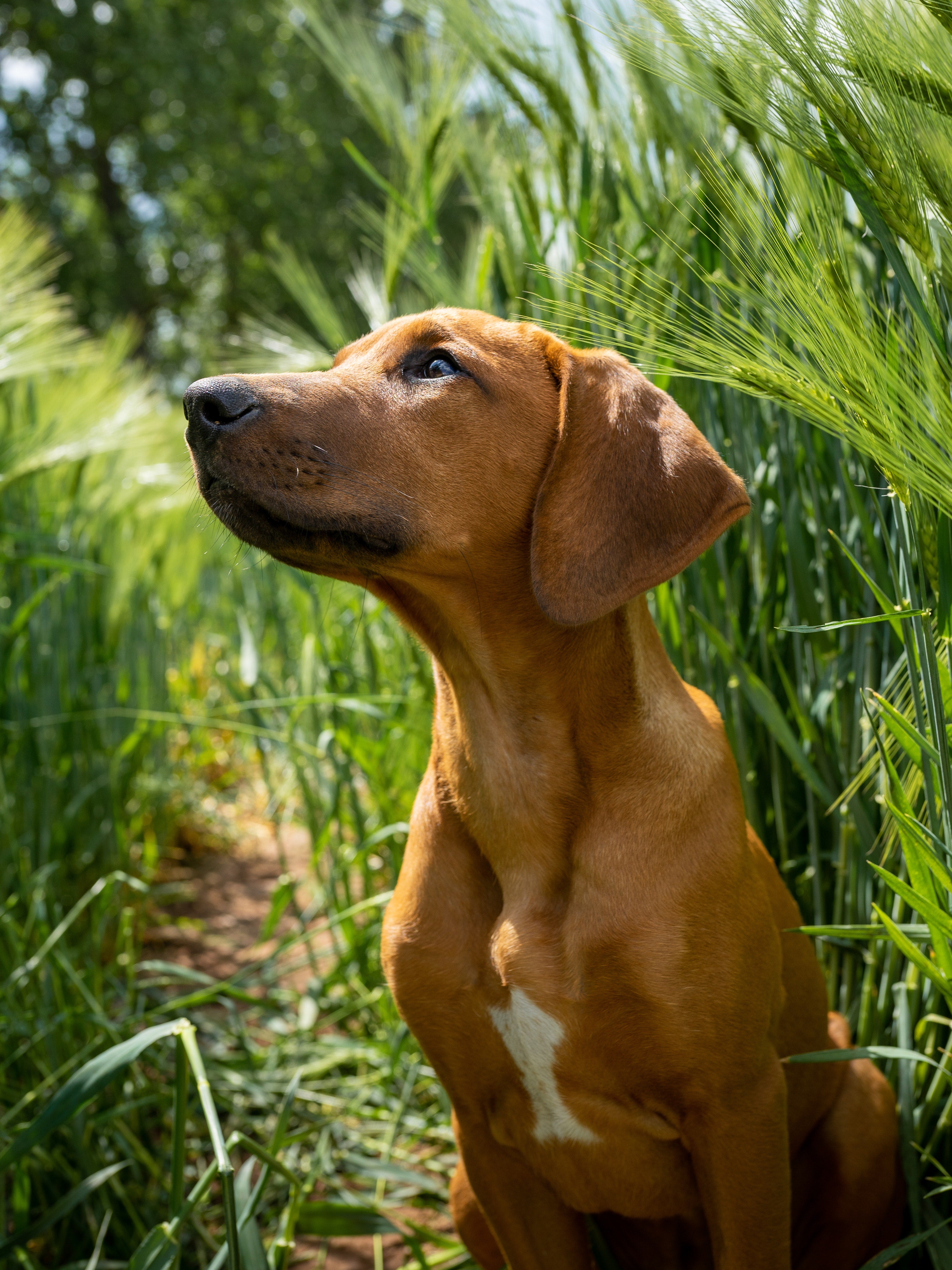 Dog in lemongrass