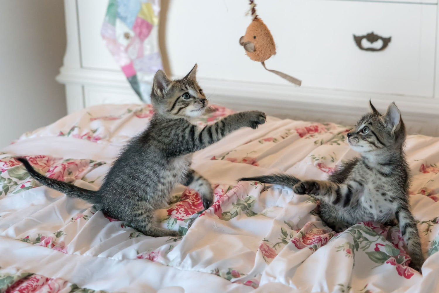 2 kittens playing on the bed