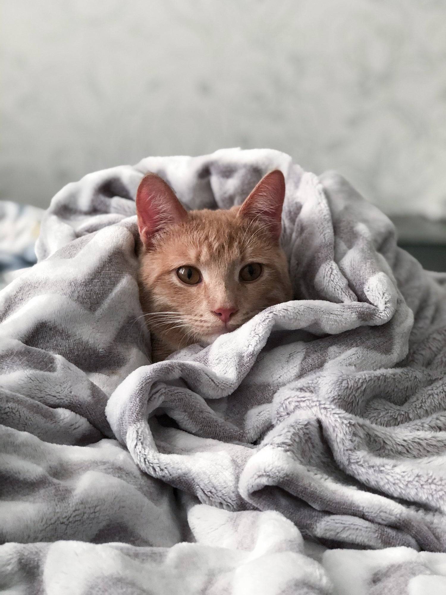 kitty lounging in a cozy blanket