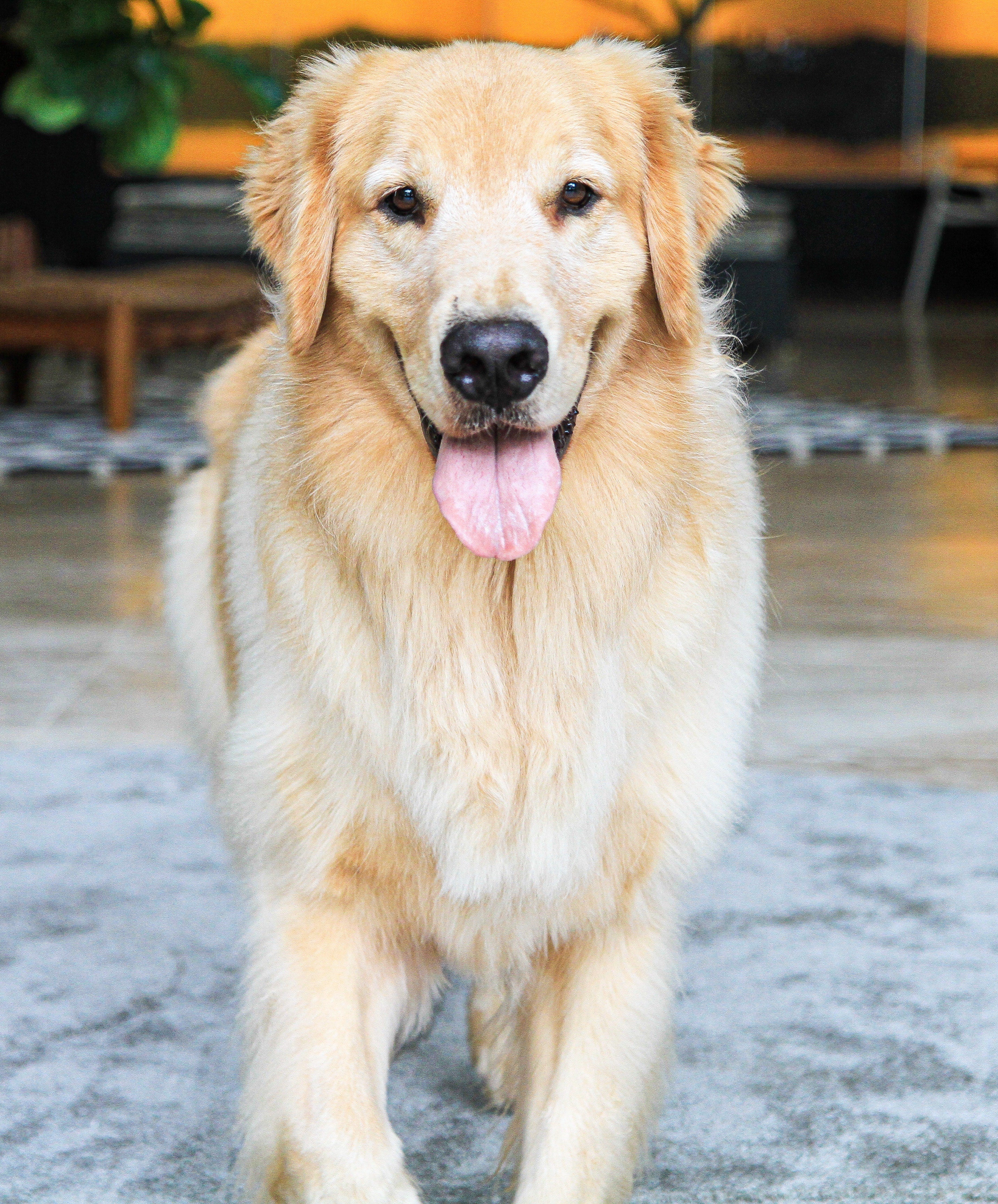 Decoding Canine Helpfulness: How Dogs Know to Assist Humans