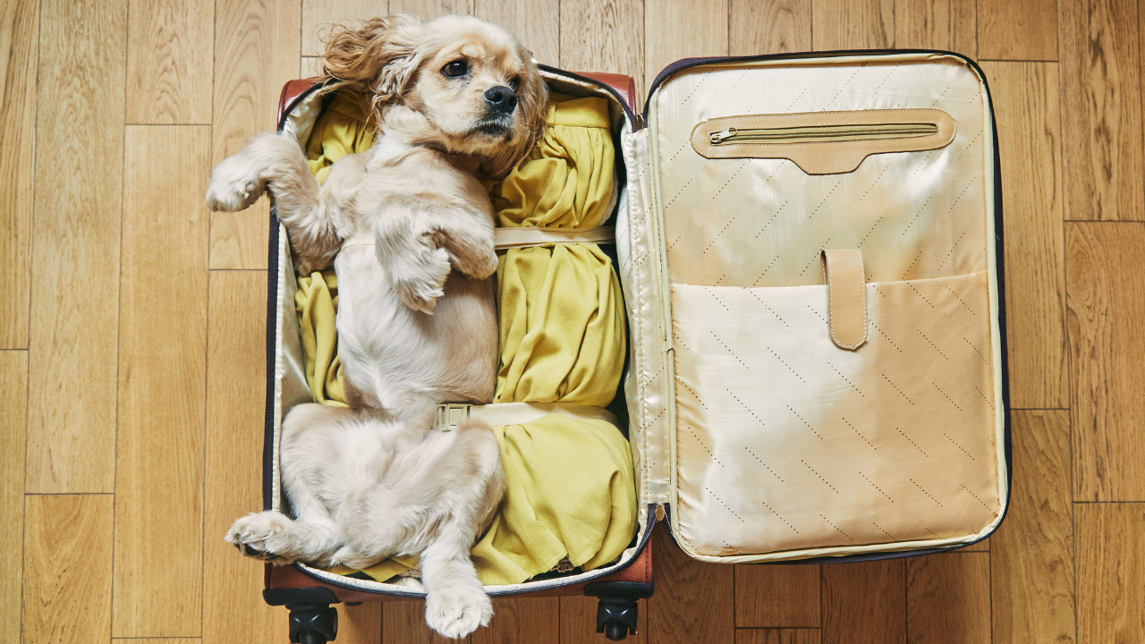Bringing your dog on vacation guide