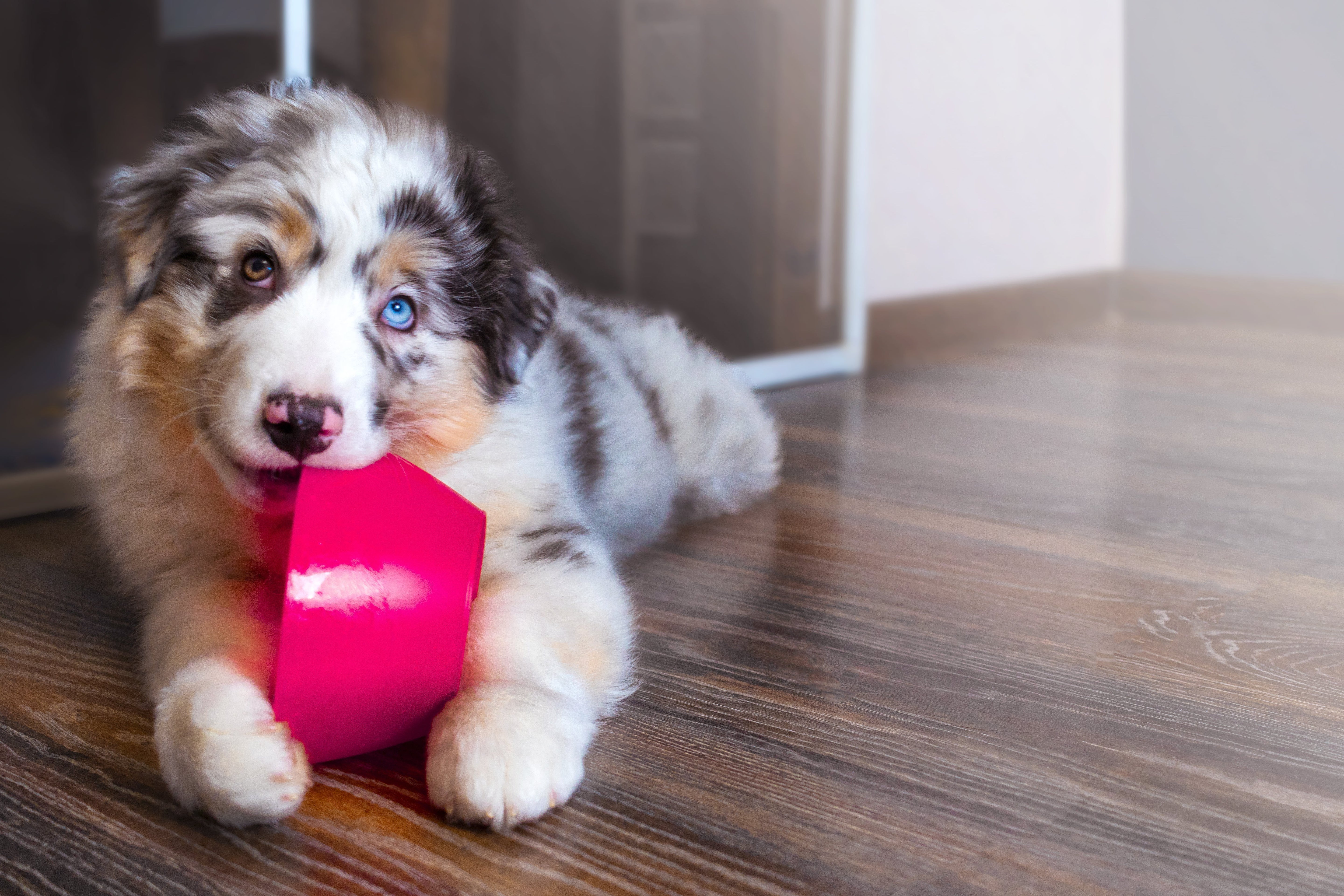 When Should Puppies Transition to Adult Nutrition?