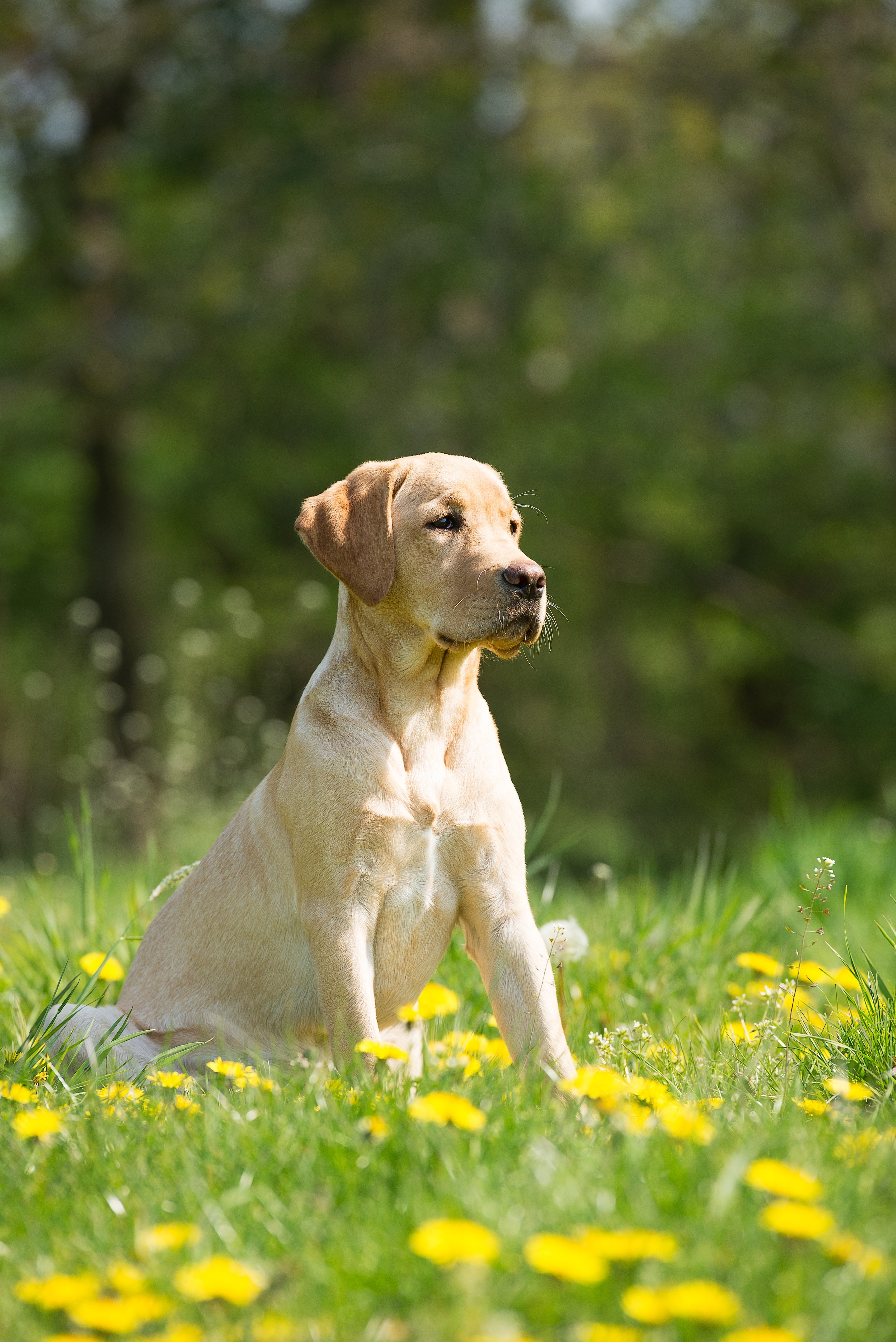 Dog in field of flowers