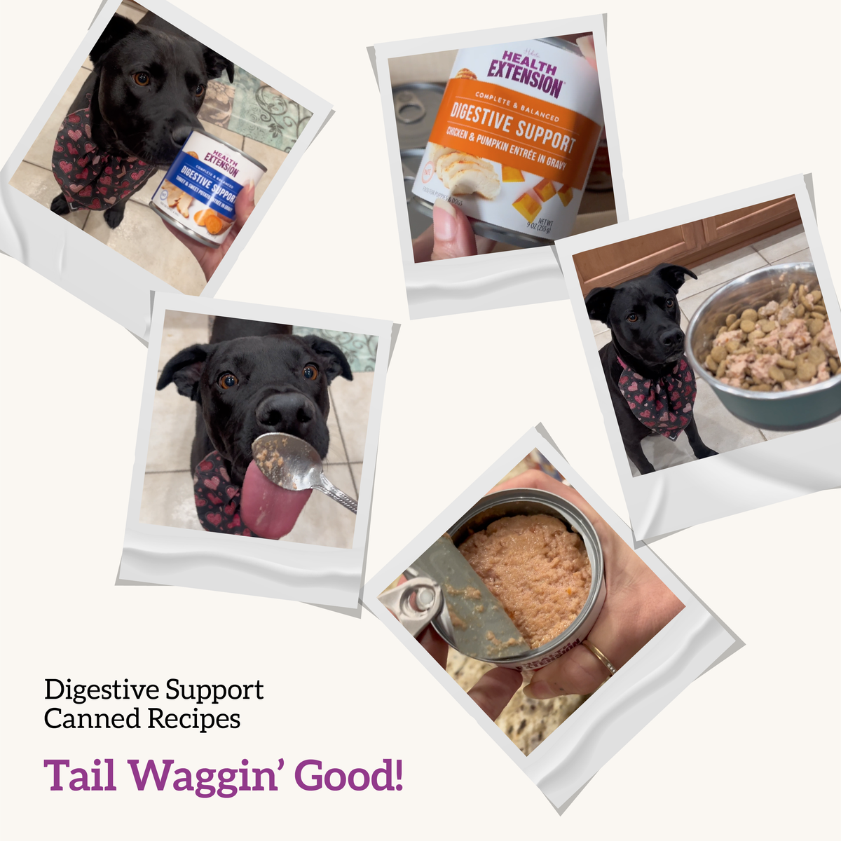 Digestive Support, Variety Pack -Chicken, Beef & Turkey