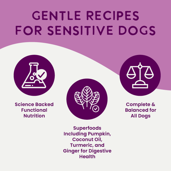 Six cans of Health Extension Digestive Support Variety Pack: Chicken, Beef & Turkey dog food are arranged in two rows, showing beef & carrot, chicken & pumpkin, and turkey & sweet potato flavors with vibrant ingredient images.
