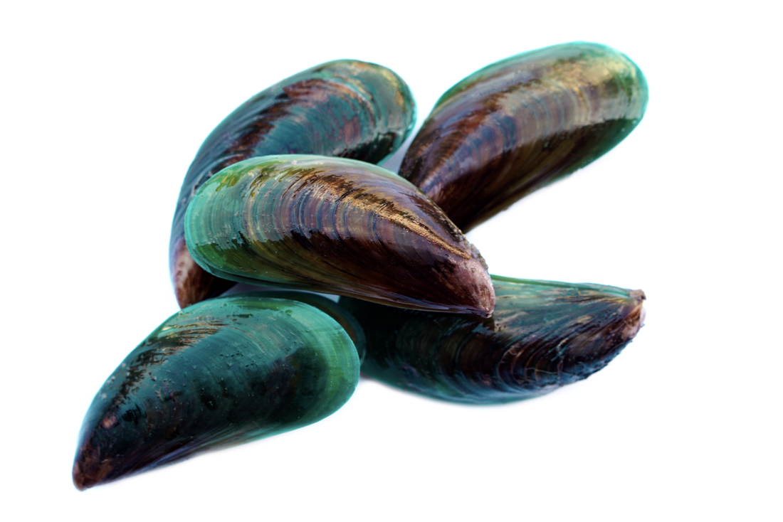 New Zealand Green-Lipped Mussel