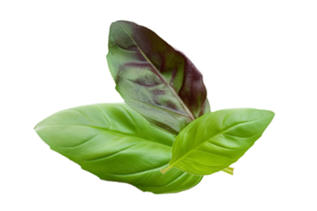 Sweet Basil