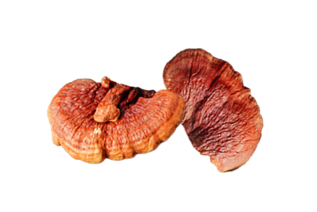 Organic Reishi