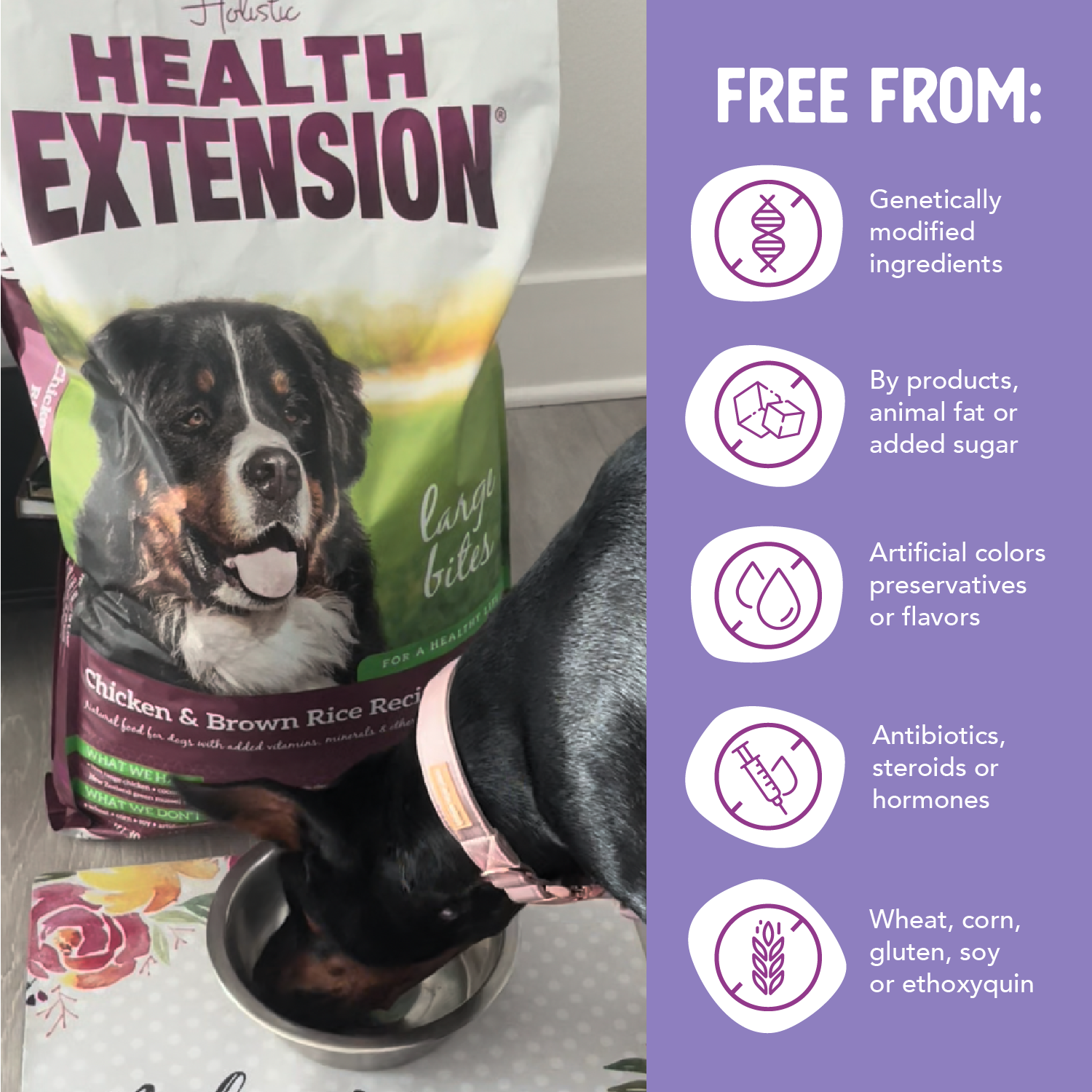 Health Extension Large Breed Chicken Brown Rice Dry Dog Food