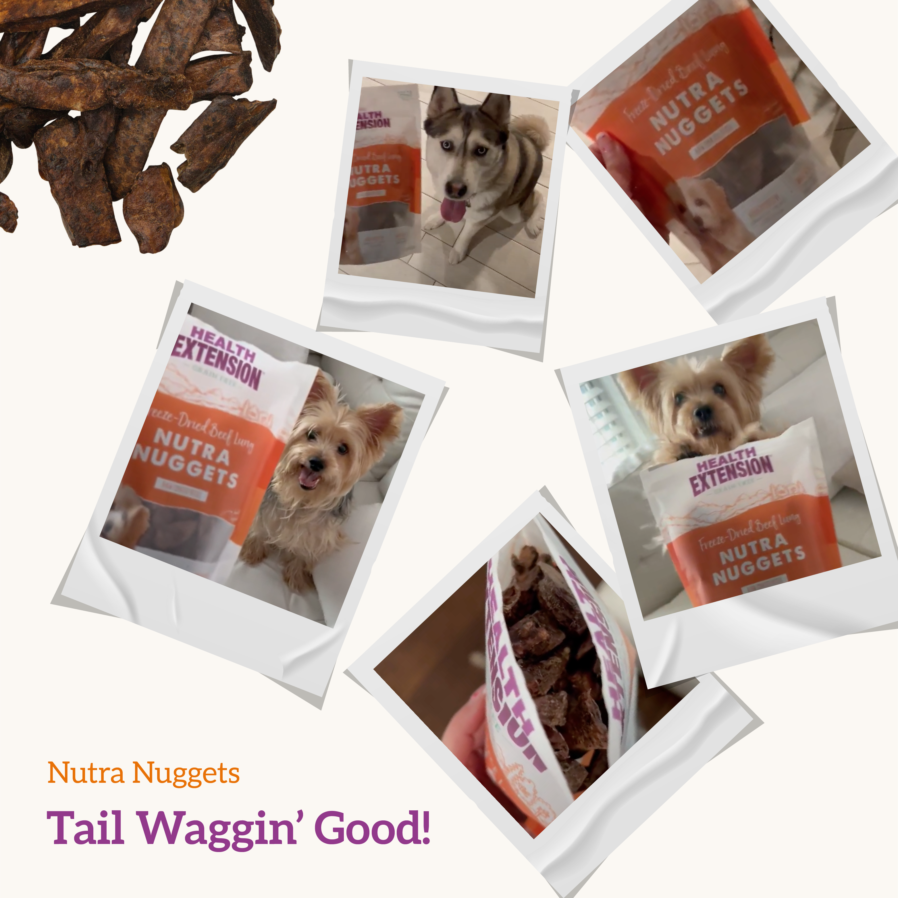 Nutra nuggets puppy sales food