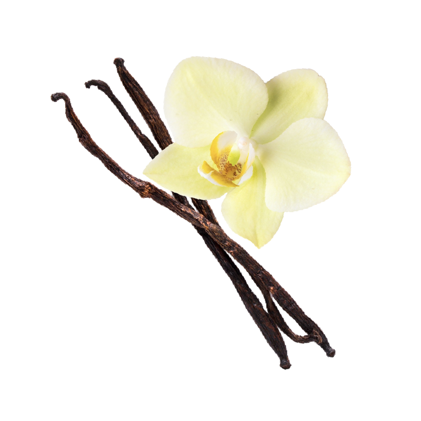 VANILLA.png__PID:0f1b97e4-be74-48ec-b2ec-af0aca29eb3f